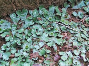 難敵・ゼニゴケを撃退！エタノールの意外なコケ退治効果！