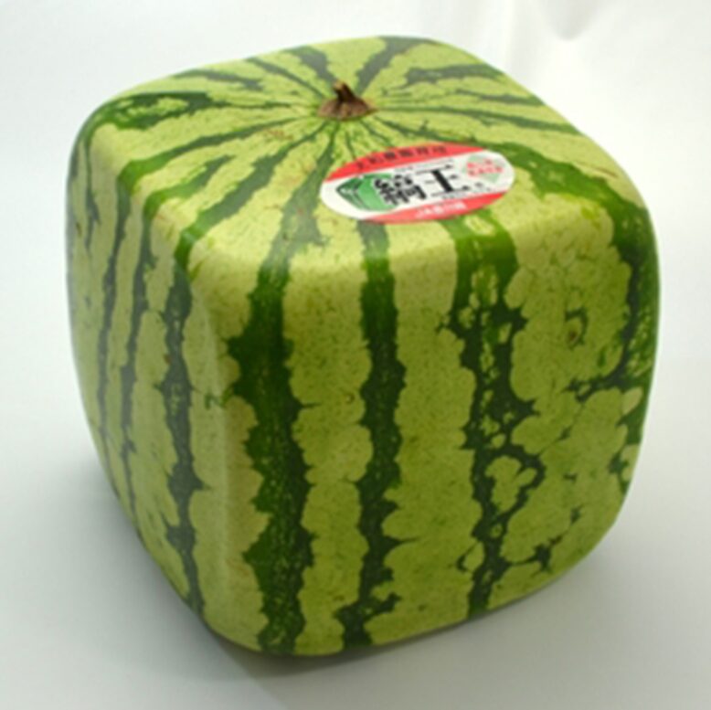 スイカの魅力、再発見！夏の甘さと意外なトリビア